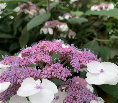 Hydrangea aspera subsp. aspera