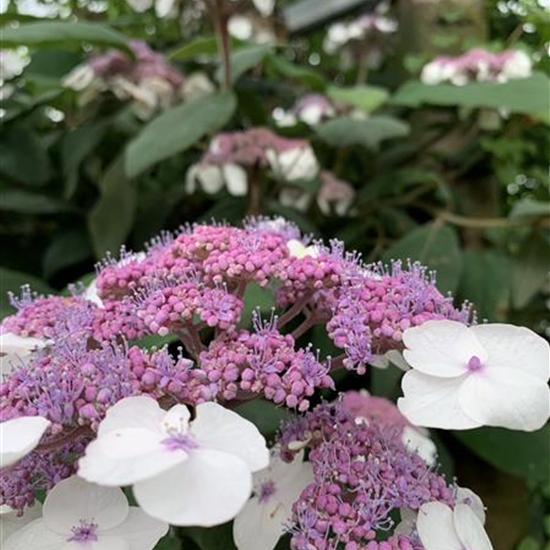 Hydrangea aspera subsp. aspera Hydrangea aspera subsp. aspera