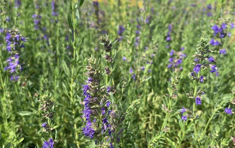 Hyssopus officinalis