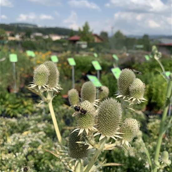 Eryngium agavifolium Eryngium agavifolium