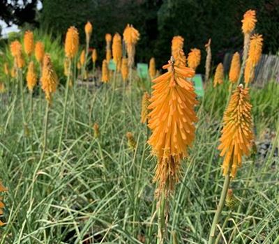 Kniphofia 'Mango Popsicle'