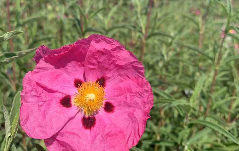 Cistus purpureus (x)