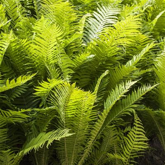 Polystichum aculeatum Polystichum aculeatum