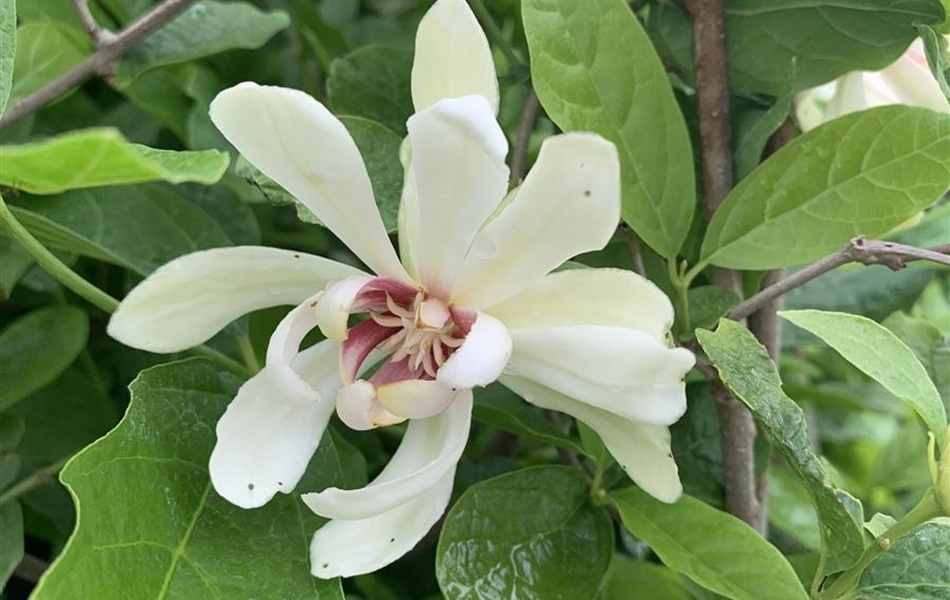 Calycanthus 'Venus' Calycanthus 'Venus'