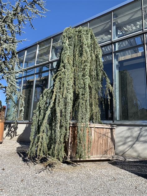Cedrus libani 'Glauca Pendula' Nr. 121, Libanon-Zeder 'Glauca