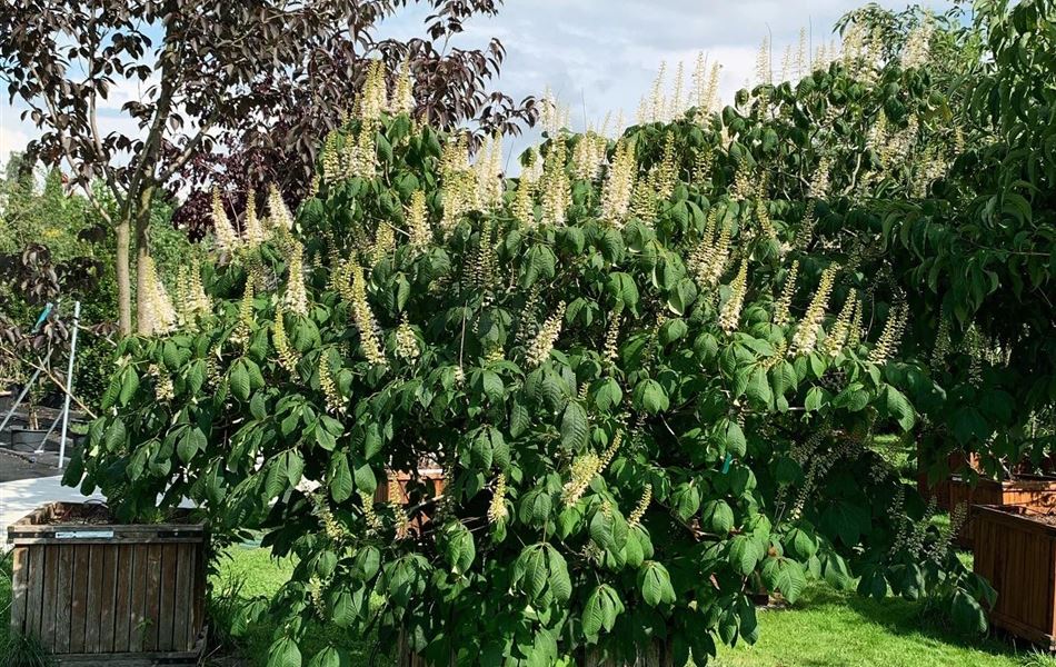 Aesculus parviflora Nr. 173