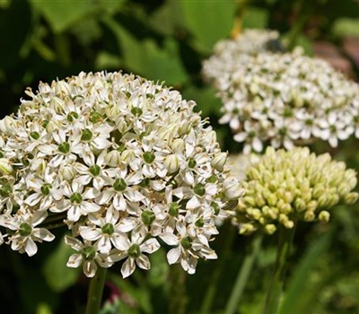 Allium nigrum