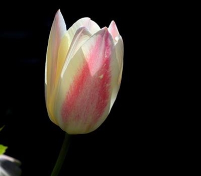 Tulipa kaufmanniana 'Hope'