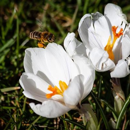 Crocus sieberi 'Ard Schenk'