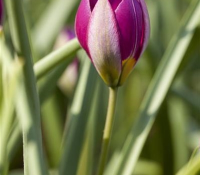 Tulipa humilis 'Persian Pearl'