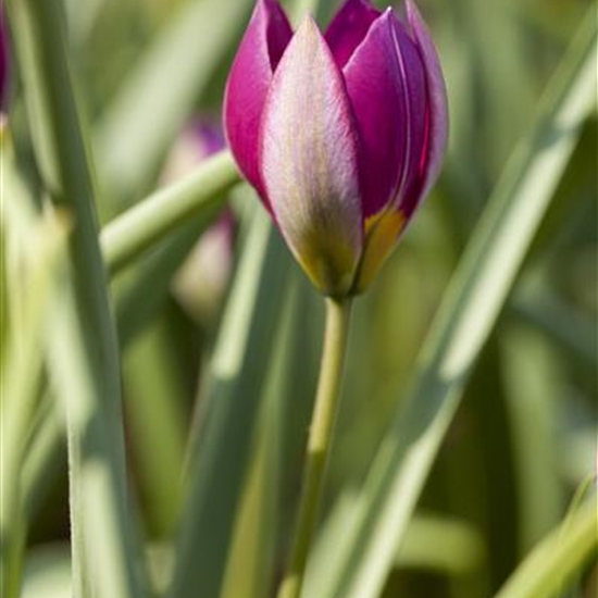 Tulipa humilis 'Persian Pearl'