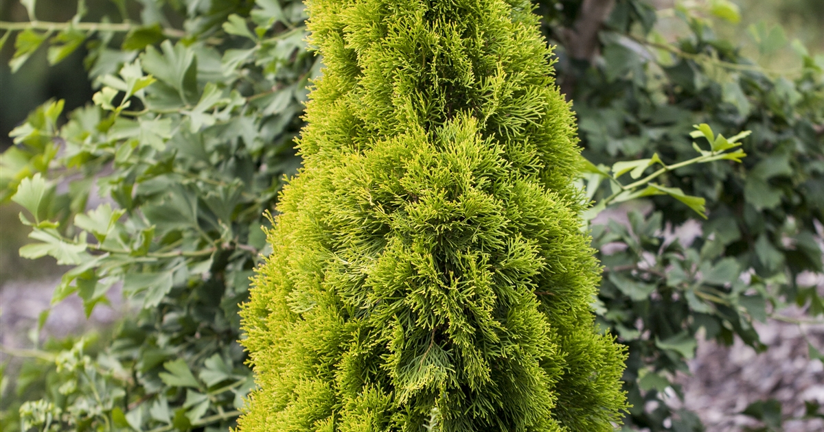 moos zimmerpflanze kaufen Sphagnum Moos kaufen  hochwertiges Moos fr Zimmerpflanzen