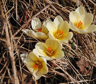 Crocus chrysanthus 'Cream Beauty'