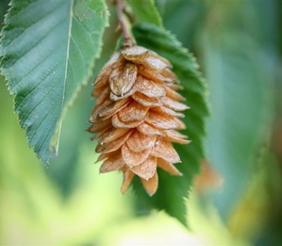 Ostrya carpinifolia