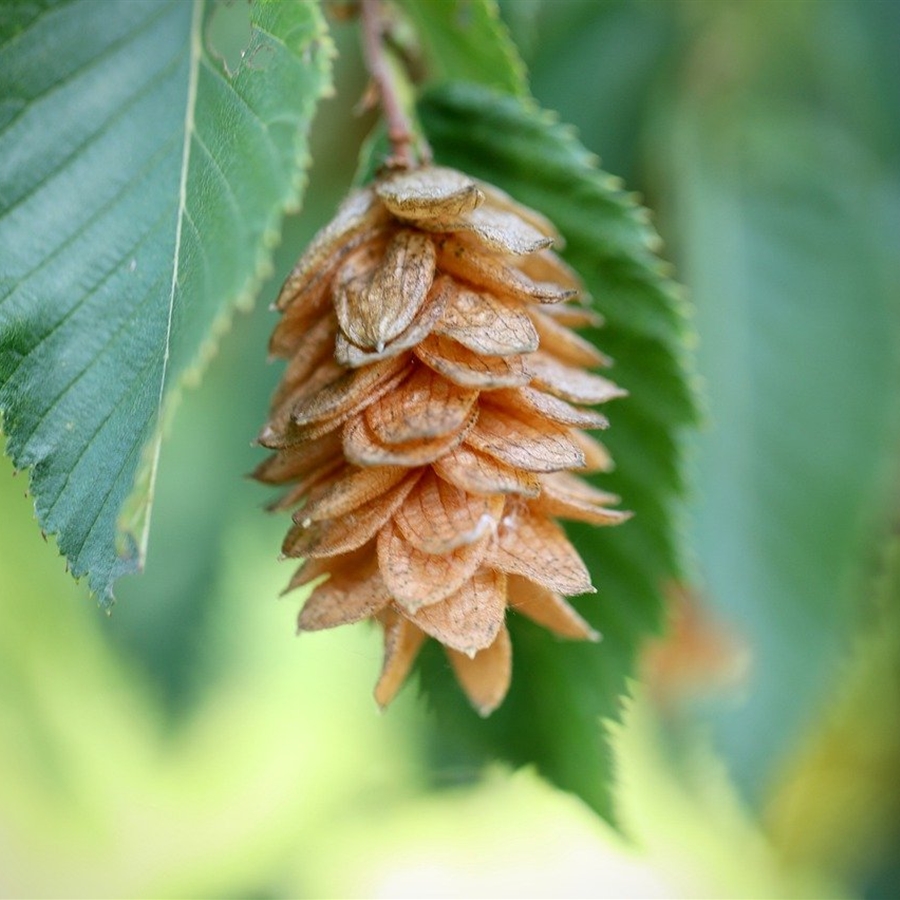 Ostrya carpinifolia