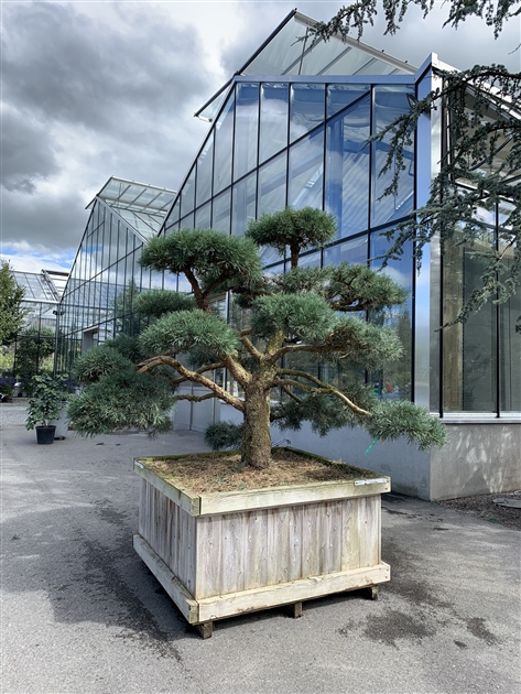 njoy efeutute Epipremnum Njoy - Studio Plantes
