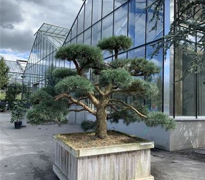 Pinus sylvestris 'Repens' Nr. 431