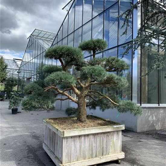 Pinus sylvestris 'Repens' Nr. 431
