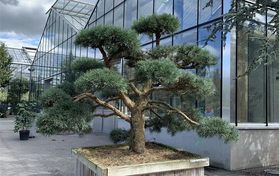 Pinus sylvestris 'Repens' Nr. 431