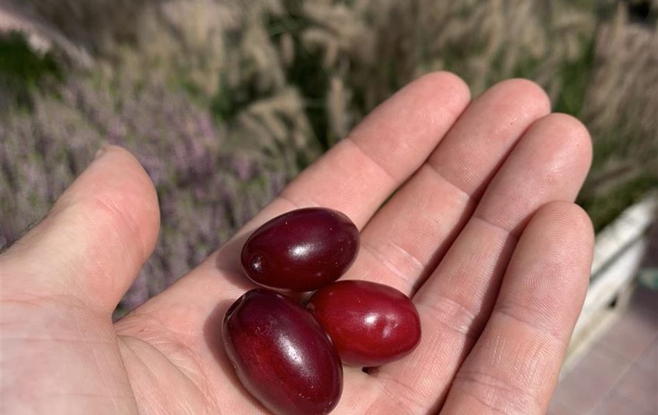 Cornus mas 'Jolico' Cornus mas 'Jolico'