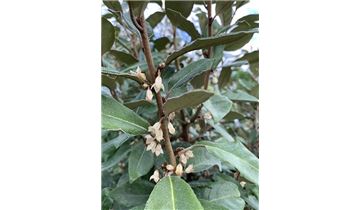 Gartenpflanzen Daepp Gartenpflanzen Daepp