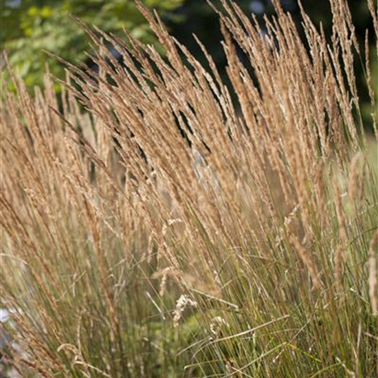 Calamagrostis acutiflora (x) 'Avalanche' Calamagrostis acutiflora (x) 'Avalanche'