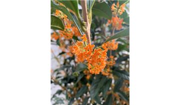 Gartenpflanzen Daepp Gartenpflanzen Daepp