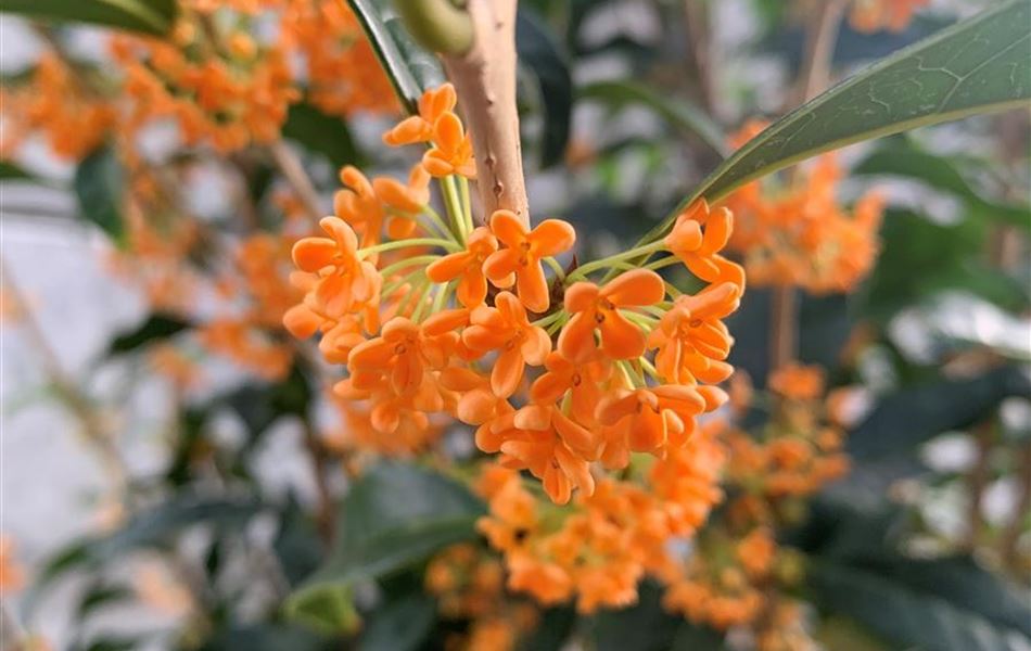 Osmanthus fragrans f. aurantiacus Osmanthus fragrans f. aurantiacus