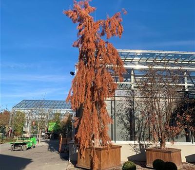 Taxodium distichum 'Cascade Falls' Nr. 443