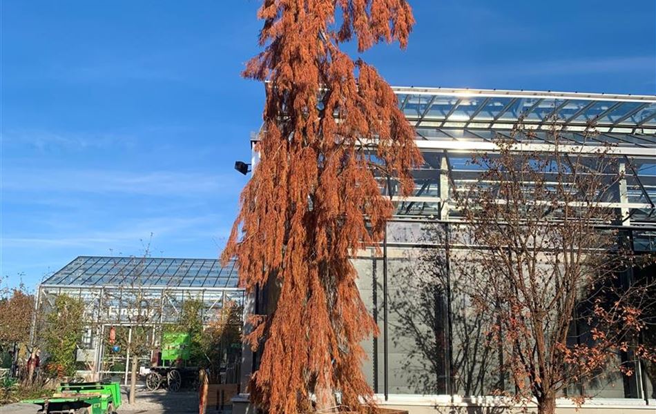 Taxodium distichum 'Cascade Falls' Nr. 443