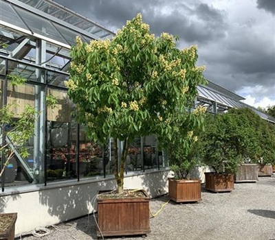 Aesculus flava Nr. 410