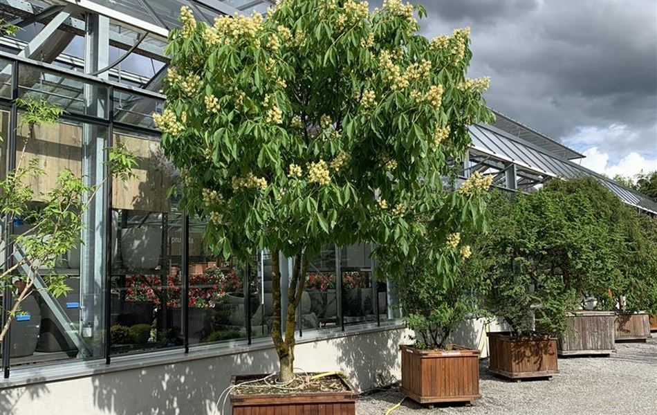 Aesculus flava Nr. 410