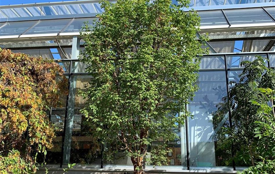 Acer griseum Nr. 416