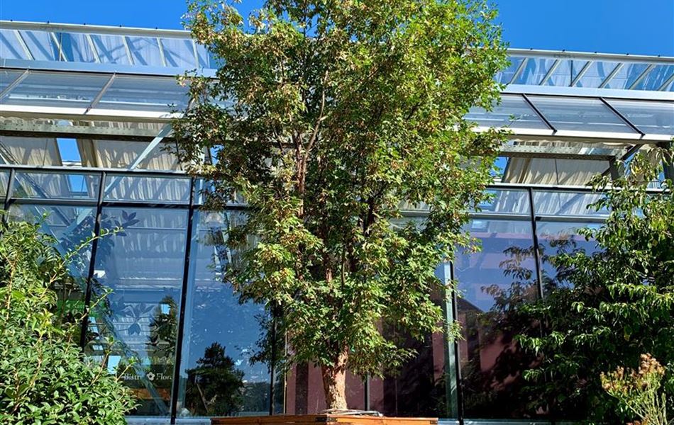 Acer griseum Nr. 234