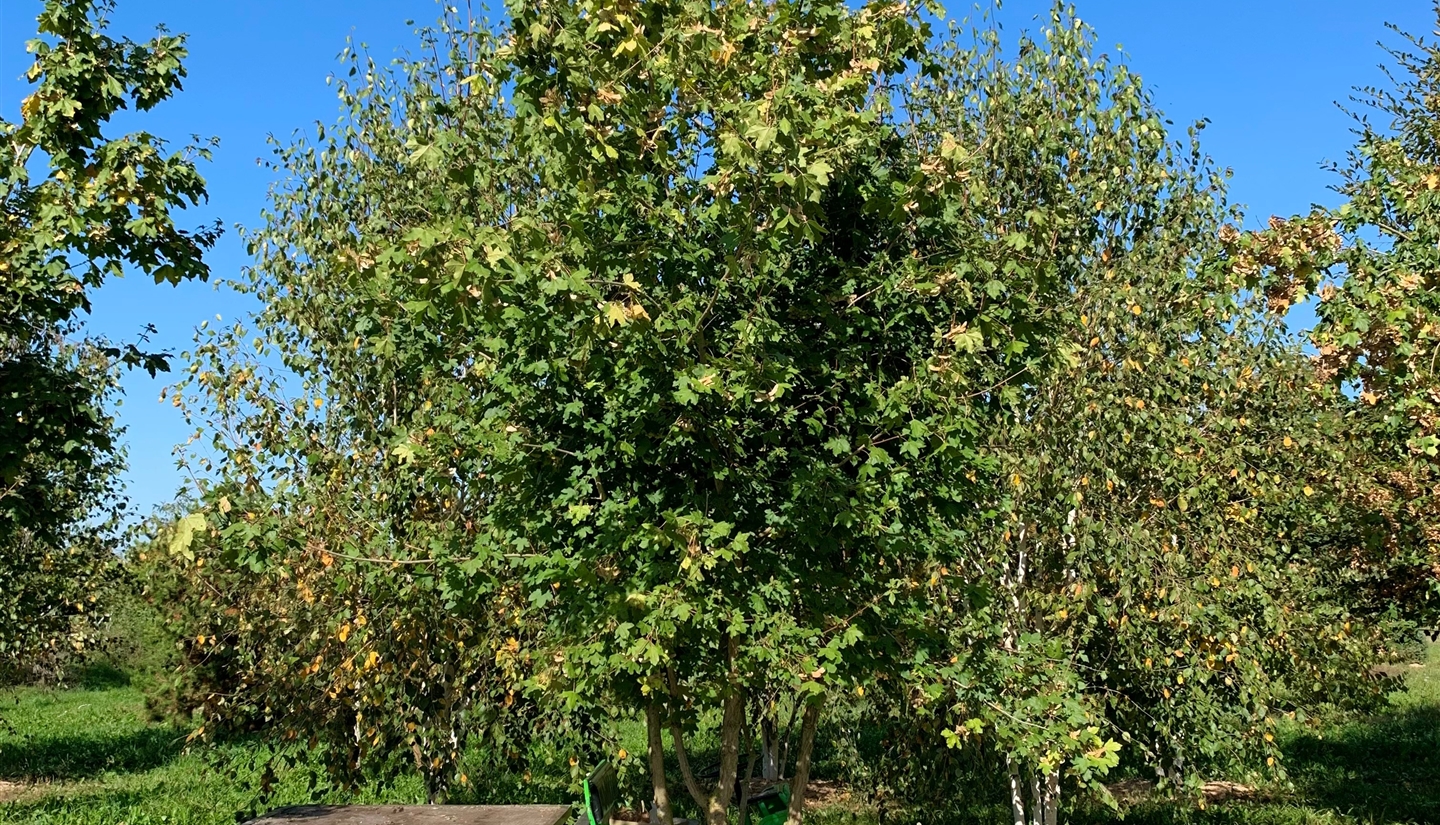 Feldahorn (Acer campestre) - Gartenpflanzen Daepp