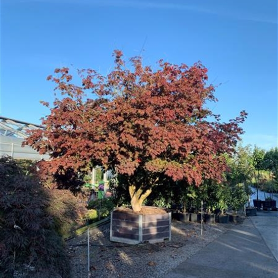 Acer japonicum 'Aconitifolium' Nr. 30 Acer japonicum 'Aconitifolium' Nr. 30