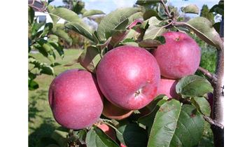 Gartenpflanzen Daepp Gartenpflanzen Daepp