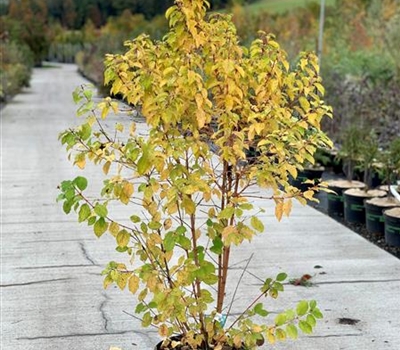 Cornus sanguinea 'Winter Beauty'