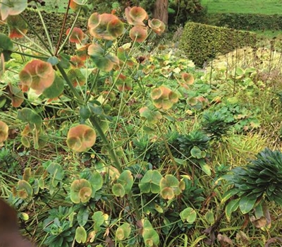 Daepp's Wurzelgarten Klimablumenmischung Wurzelgarten pro m2