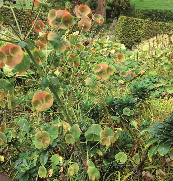 Daepp's Wurzelgarten Klimablumenmischung Wurzelgarten pro m2
