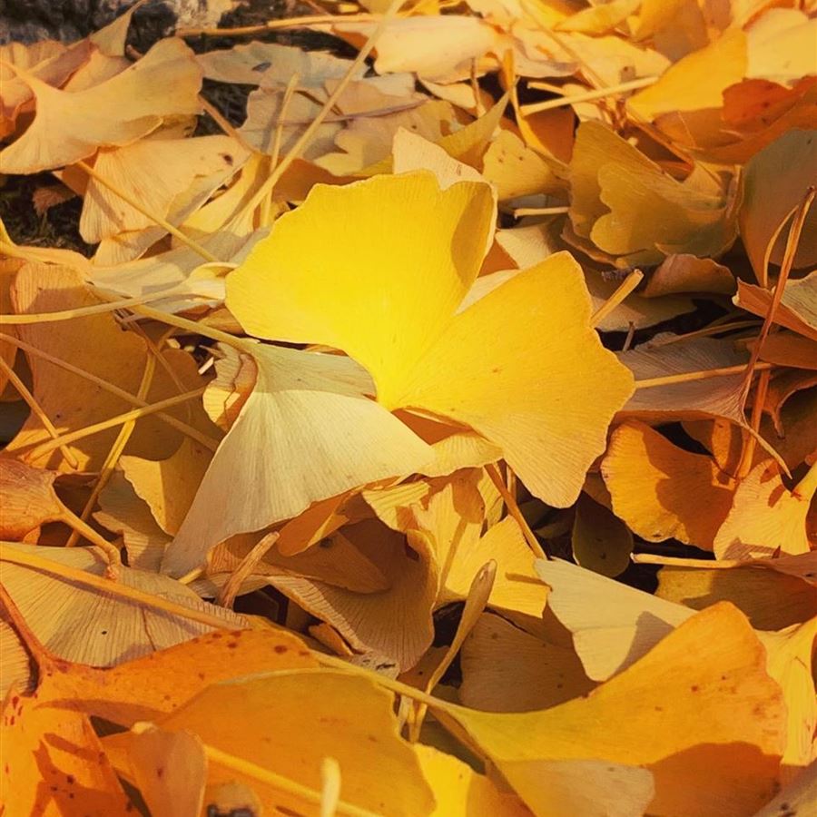 Ginkgo biloba Ginkgo biloba