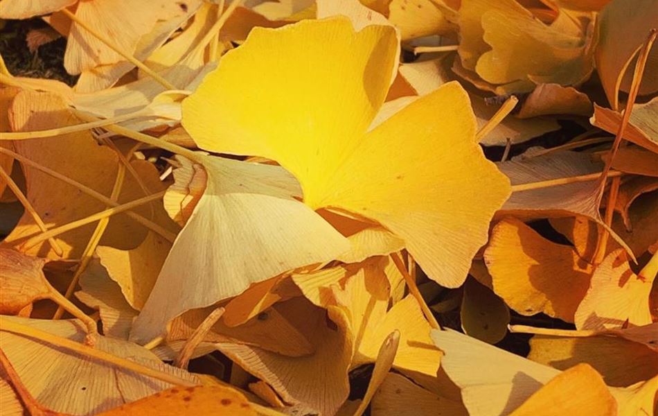 Ginkgo biloba Ginkgo biloba