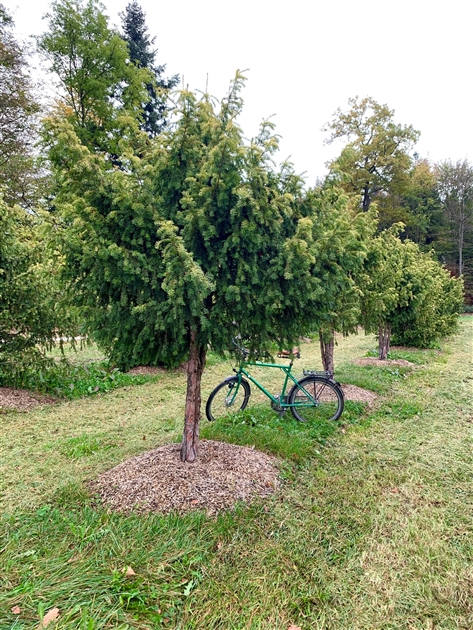 Taxus baccata 'Dovastonii Aurea' , Eibe - Gartenpflanzen Daepp