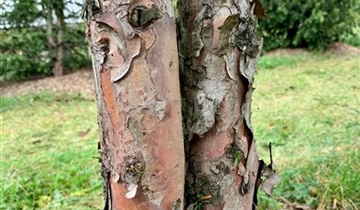 Bildvorschau