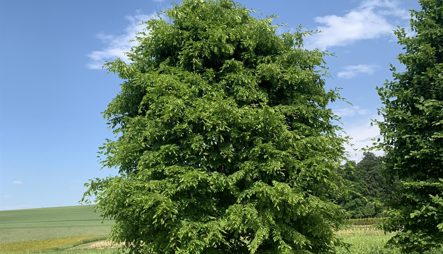 Hainbuche (Carpinus betulus) - Gartenpflanzen Daepp