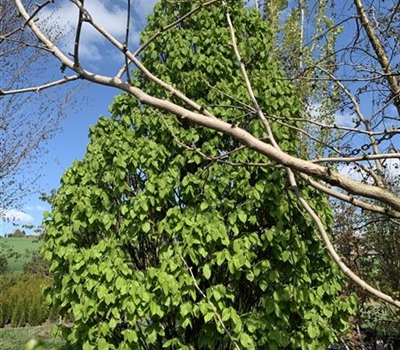 Carpinus betulus 'Fastigiata Monument'