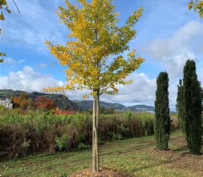 Ginkgo biloba Nr. 473
