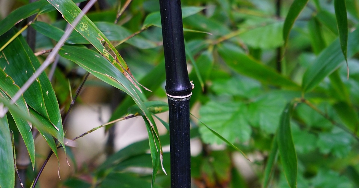 bambus gauting Graceful Bamboo | Slender Weavers main image 1