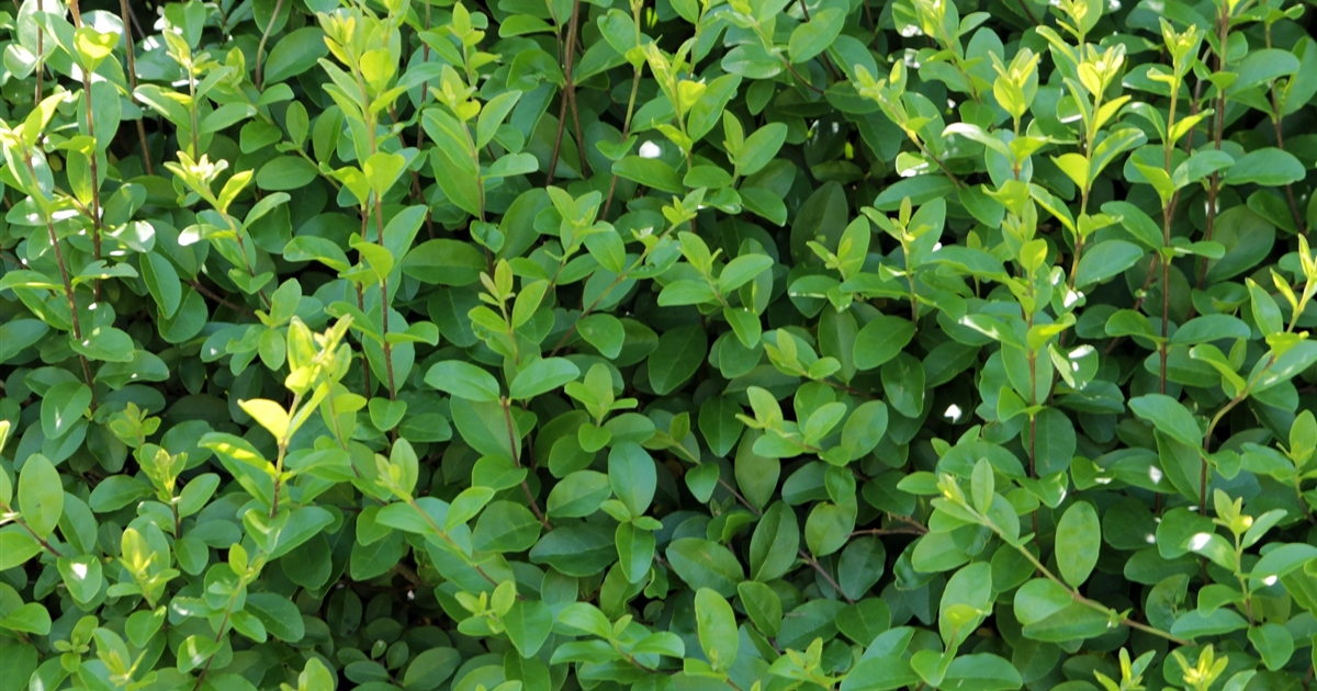 bioluminescent plants Light Bio Firefly Petunia Starter Sets (45mm Plants) main image 0