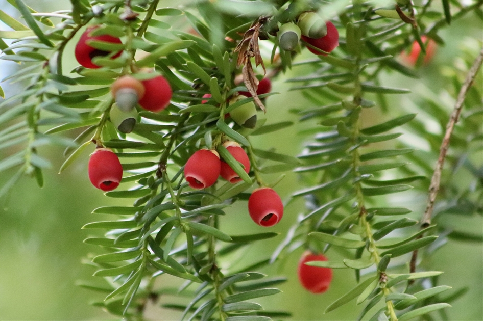 Taxus baccata, Gemeine Eibe - Gartenpflanzen Daepp